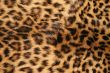 Skin of the leopard