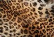 Skin of the leopard