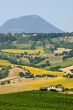 Marche - Landscape near Cingoli