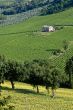 Marche - Farm