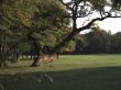 The Oak