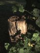 A Stump