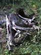 Stump
