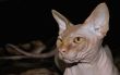 Sphinx