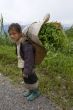 Hmong transports vegetables to the valley, Laos