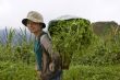 Hmong transports vegetables to the valley, Laos