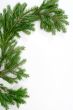  fir-tree  twig,