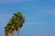 Line of palms on blue sky