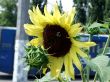 Bumblebee on the sunflower