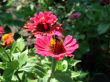 Bumblebee on the flower