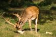 Buck