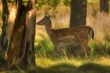 Female Deer