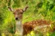 Resting Doe