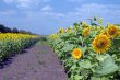 amazing sunflower and blue sky background