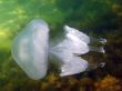 Jellyfish in Black sea