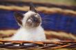 Precious little cat in a basket