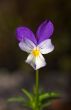 Wild violet