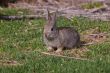 Cottontail A