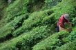 Tea Picker 1