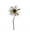 Camomile