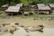 Water buffalo in front of Hmong village, Laos