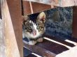 Cat under a bench