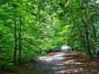 Path between the trees