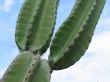 large green cactus