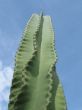 large green cactus blue sky