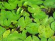 green water lily pads