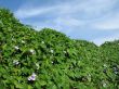 CLIMBING PLANT