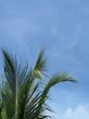 palm tree