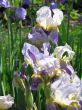 purple iris