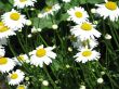 yellow and white daisies