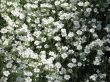 white flowers