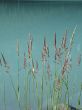 reeds by the water