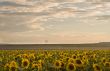 Sunset over the sunflowers field