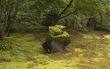 Moss garden