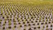 Rice culture field