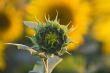 Sunflower bud