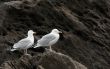 Seagulls