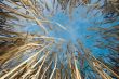 Wheat