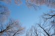 Treetops