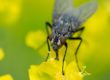 Fly