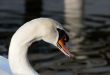 Swan