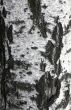 Birch