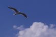 seagull in the sky with clouds