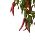 peppers on a tree
