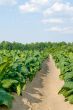Tobacco Field