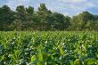 Tobacco Field